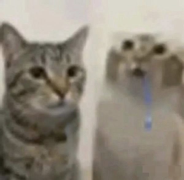 stupid-looking-cats-drooling-meme